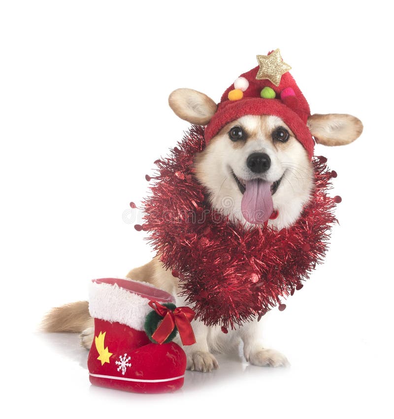 Pembroke Welsh Corgi royalty-vrije stock afbeeldingen