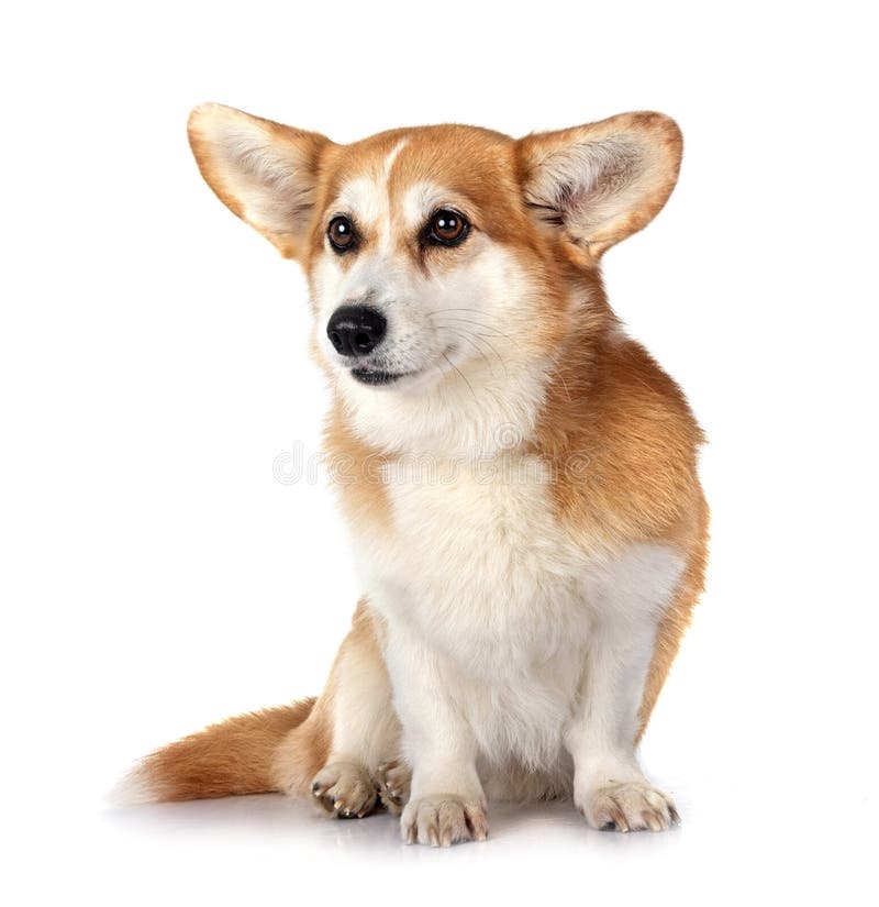 Pembroke Welsh Corgi stock illustratie