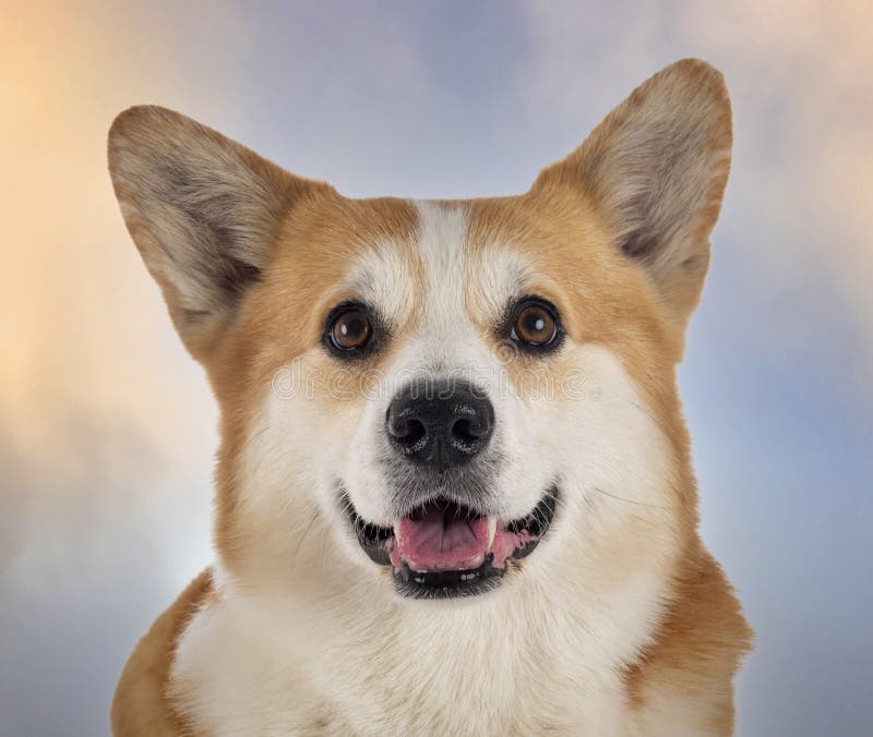 Pembroke welsh corgi stock afbeeldingen
