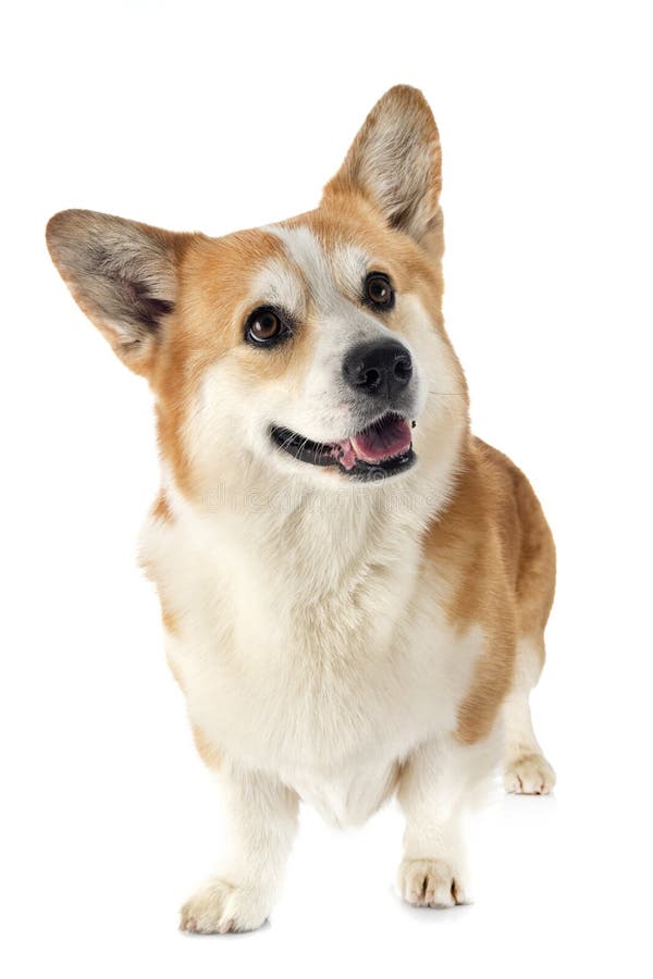 Pembroke welsh corgi royalty-vrije stock afbeeldingen