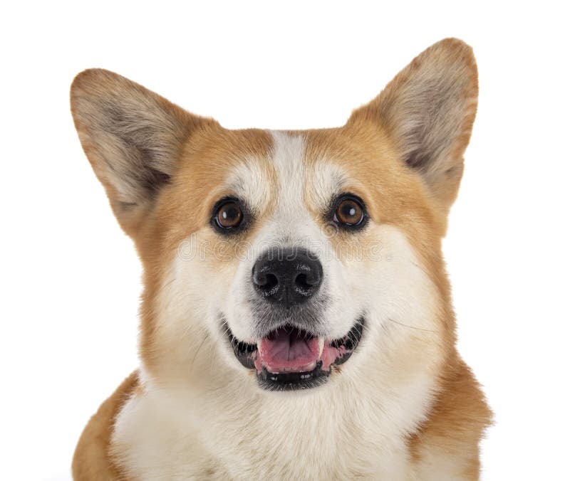 Pembroke welsh corgi stock afbeeldingen