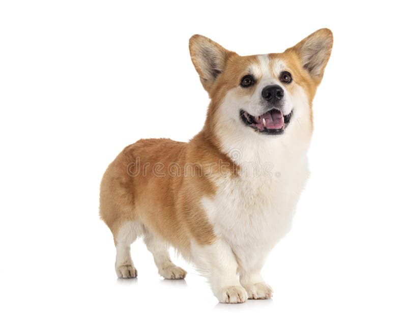 Pembroke welsh corgi royalty-vrije stock foto