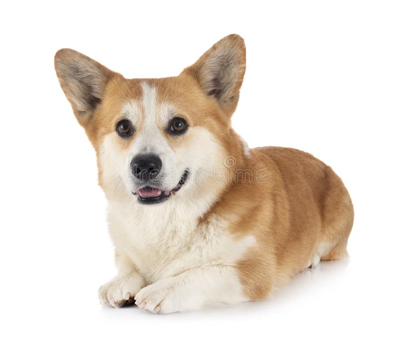 Pembroke welsh corgi stock fotografie
