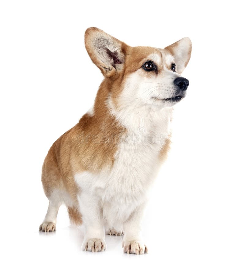 Pembroke Welsh Corgi royalty-vrije stock afbeelding