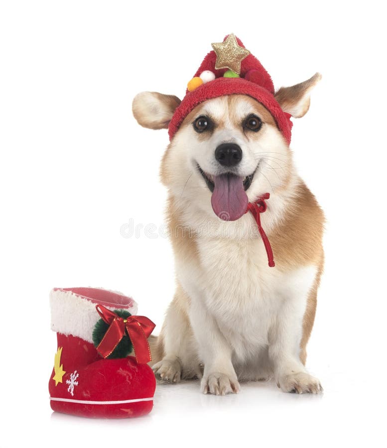 Pembroke Welsh Corgi royalty-vrije stock afbeelding