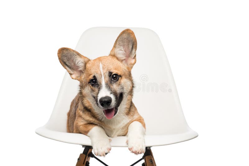 Pembroke Welsh Corgi-Welpe, der auf Stuhl sitzt Betrachten der Kamera stockfotografie Pembroke Welsh Corgi-Welpe, der auf Stuhl sitzt Betrachten der Kamera stockfotografie