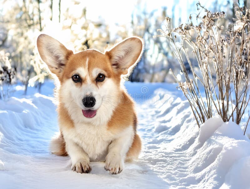Pembroke welsh corgi in winter front of background vector illustratie