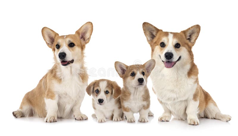 Jonge Pembroke Welsh Corgi royalty-vrije stock fotografie