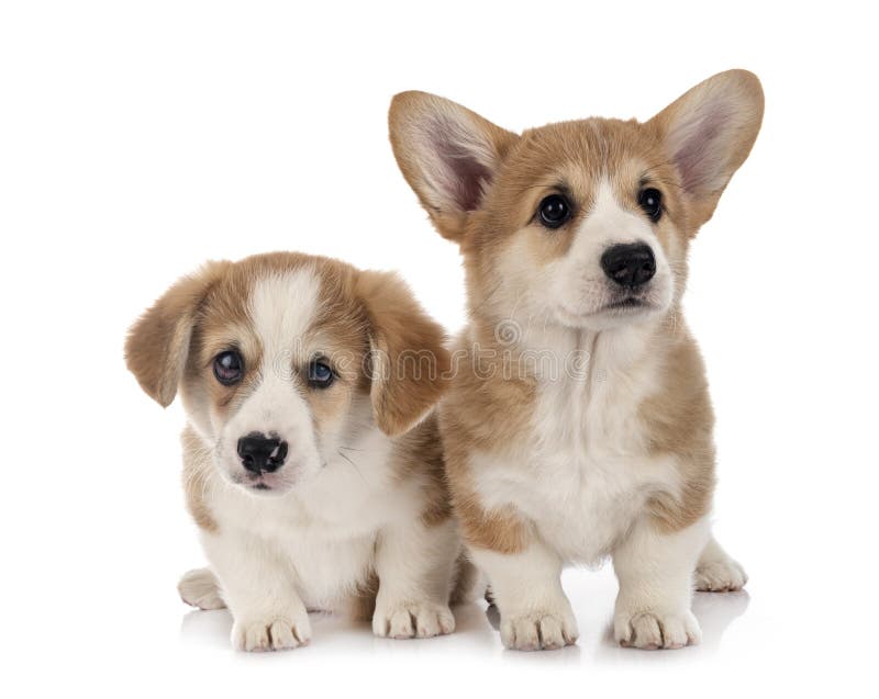 Jonge Pembroke Welsh Corgi's royalty-vrije stock afbeelding