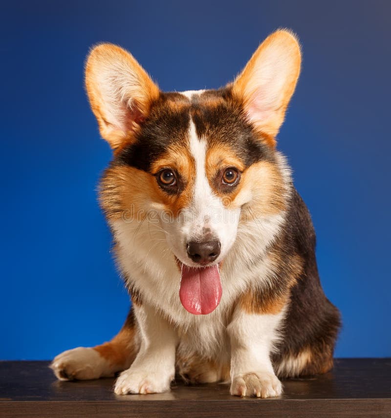 Pembroke ουαλλέζικο Corgi, σκυλί ουαλλέζικο Corgi στοκ εικόνες Pembroke ουαλλέζικο Corgi, σκυλί ουαλλέζικο Corgi στοκ εικόνες