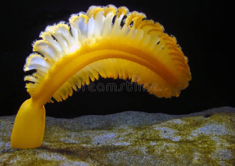 Pena de mar alaranjada (gurneyi de Ptilosarcus)