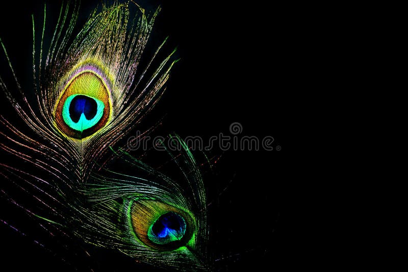 Pena do pavão das rainhas da dança fotografia de stock Pena do pavão das rainhas da dança fotografia de stock