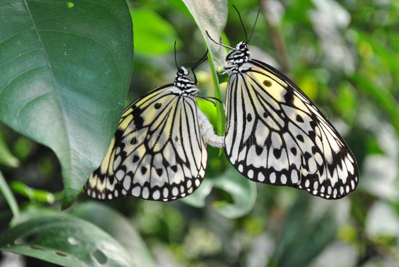 Penang Butterfly Farm stock photo. Image of ftit, anne 151425636