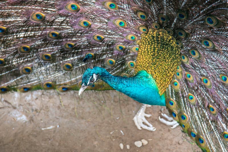 Pavão Que Abre Sua Pena Para