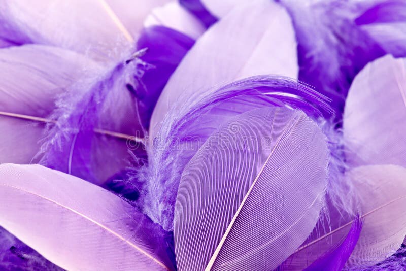 Penas malva fotos de stock Penas malva fotos de stock