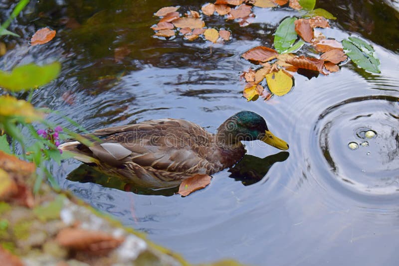 Un Canard Mangeant Une Puce Image Stock Image Du Femelle Manger Un Canard Mangeant Une Puce Image Stock Image Du Femelle Manger