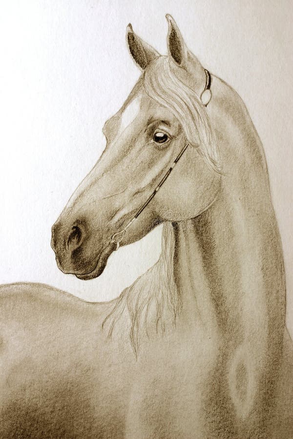 horse pencil png horse pencil png