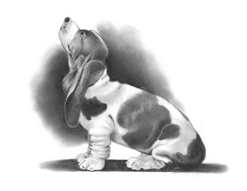 Pencil Drawing of a Basset Hound stock illustration Pencil Drawing of a Basset Hound stock illustration