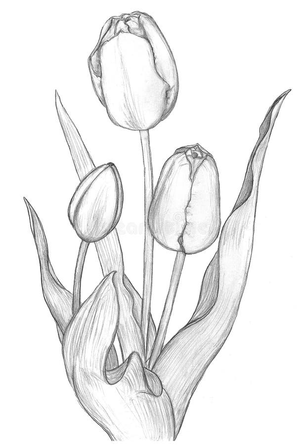 Pencil Drawing Flowers Tulips Stock Illustration - Illustration of ...