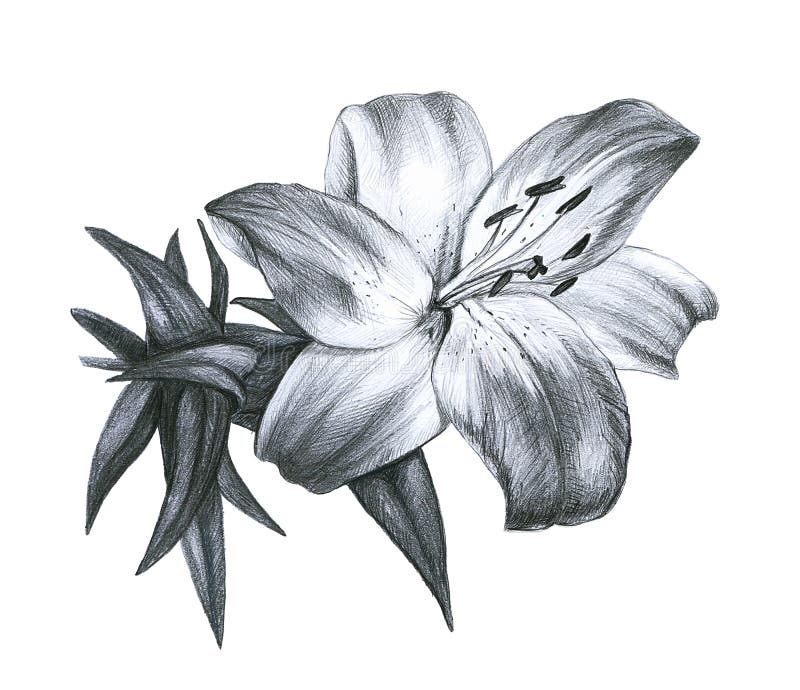 Lily Flowers Outline Sketch 5Dimensional Graphite Digital Art · Creative  Fabrica