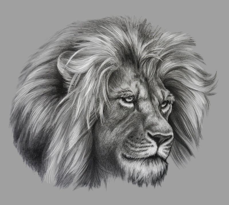 Pencil Drawing of Lion Head. Realistic Monochrome Detailed Drawing of an  Animal Stock Illustration - Illustration of drawing, animal: 211845839