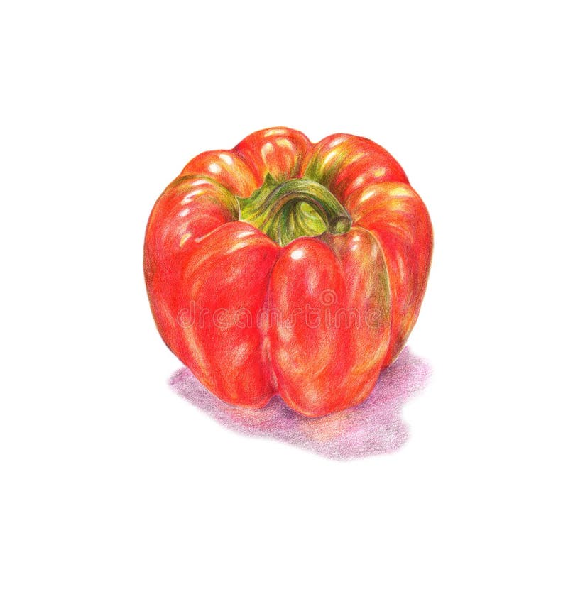 Pencil Drawing Red Bell Pepper Stock Illustration - Illustration of