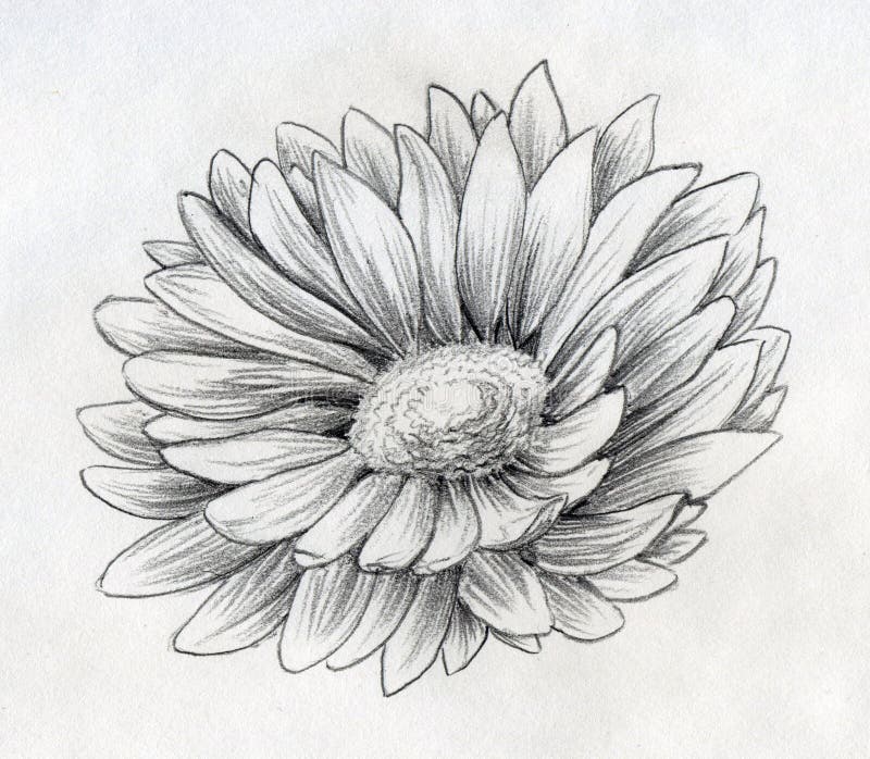 Sketch how to draw a daisy