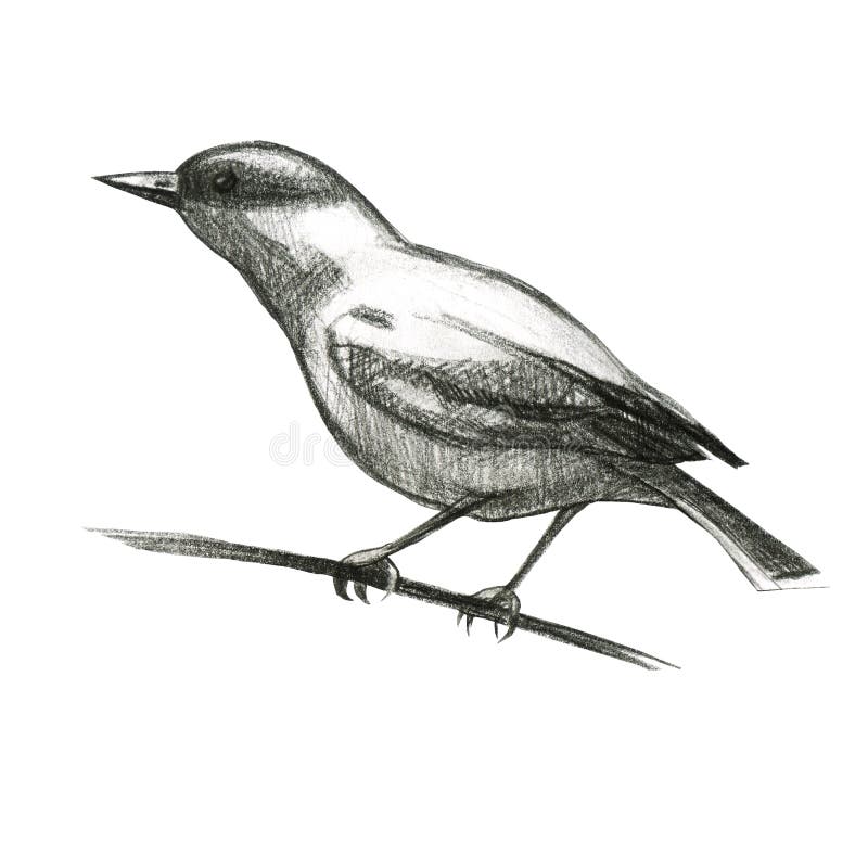 Featured image of post Nature Pencil Sketch Drawing Of Birds - This creates a gray area that translates.