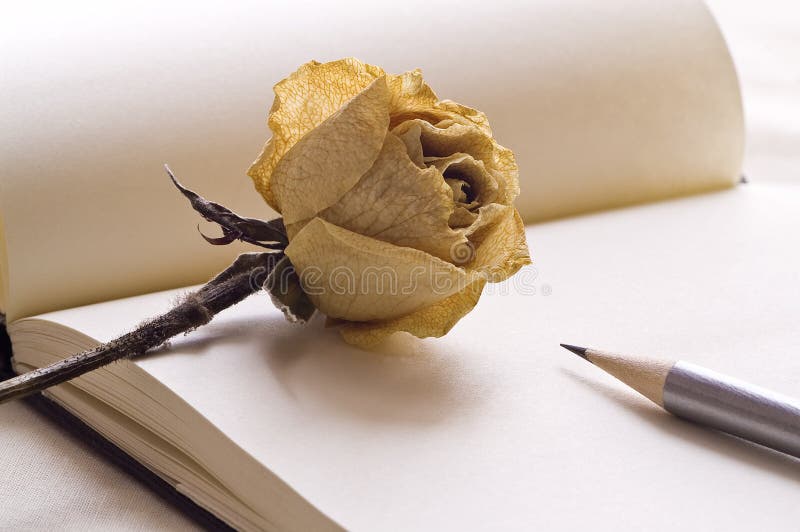 Pencil And Rose