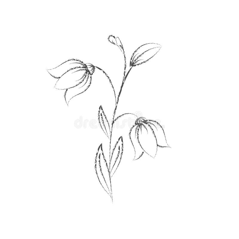 Pencil Sketch of a Flower with Petals. a Doodle-style Outline is ...