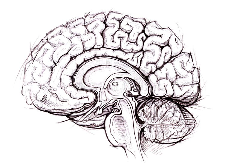 Lidský mozek sagitální přehled lékařské povrchní ilustrace (anatomická studie)