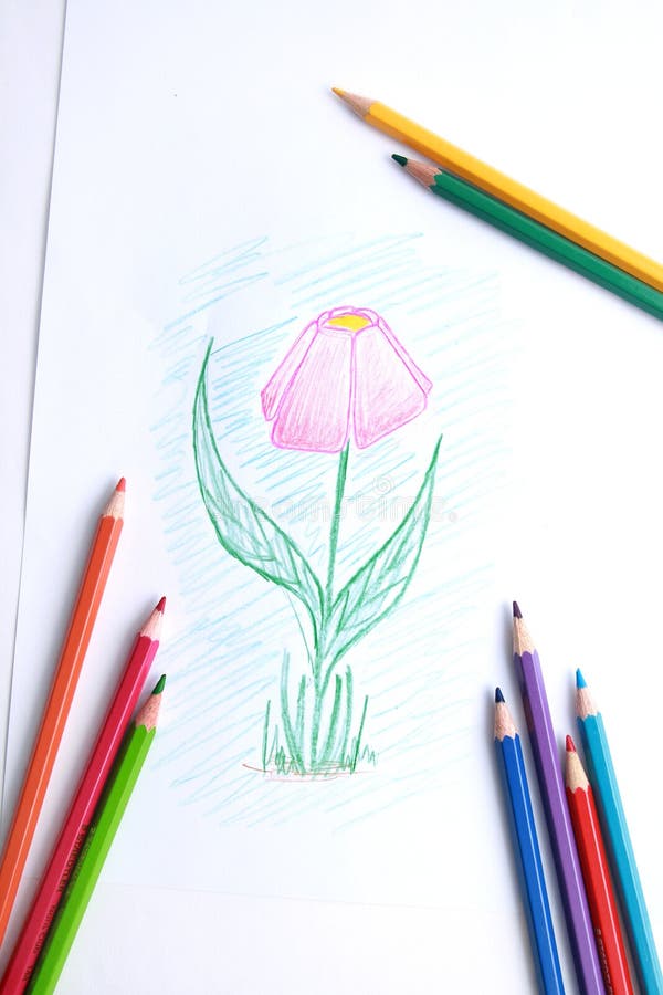 Matite sul tulipani disegno.