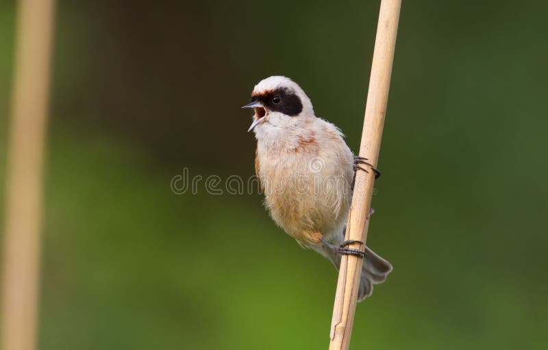 Penduline Tit, Remiz. Bird Sings Sitting on a Reed Stock Image - Image of  portrait, eurasian: 179046121