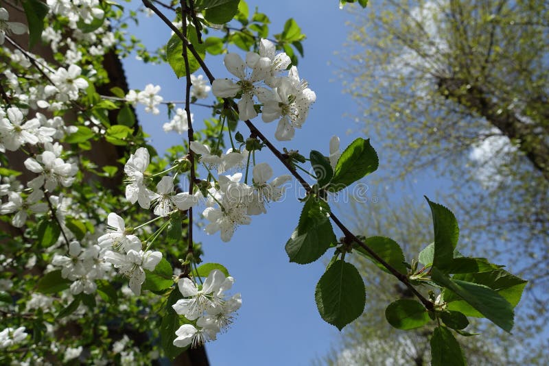 Pendulous White Flowers of Cherry Against the Sky Stock Image Image