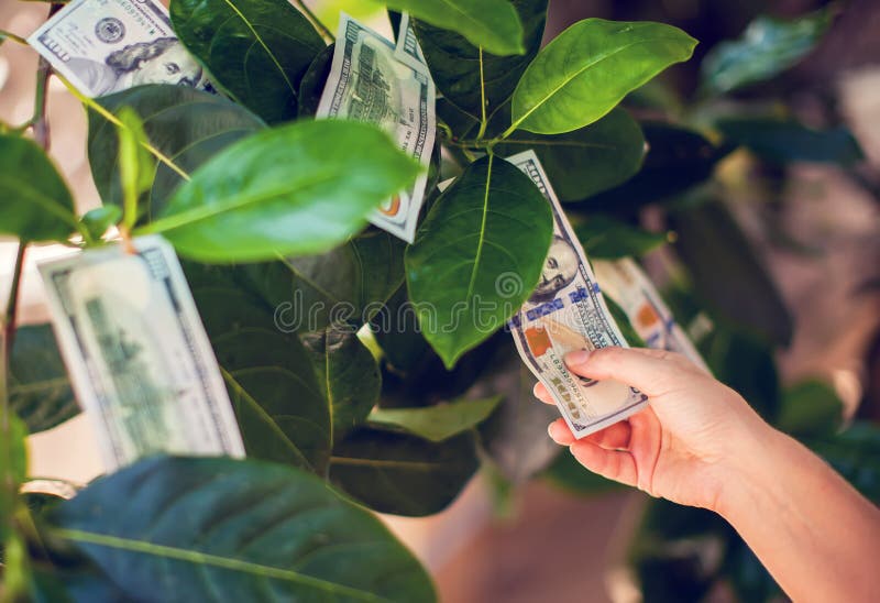 Pengarträd med dollarräkningar på sidor hand mot efterkrav måndag royaltyfri foto Pengarträd med dollarräkningar på sidor hand mot efterkrav måndag royaltyfri foto