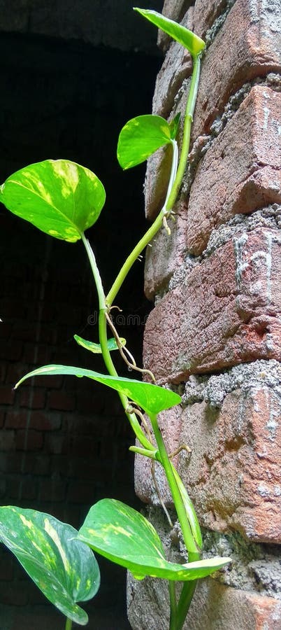Pengarv?xten arkivfoto Pengarv?xten arkivfoto