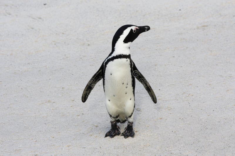 Penguin royalty free stock images Penguin royalty free stock images