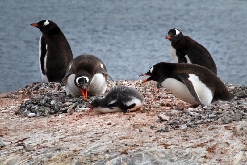 Penguin