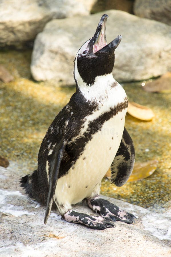 Penguin