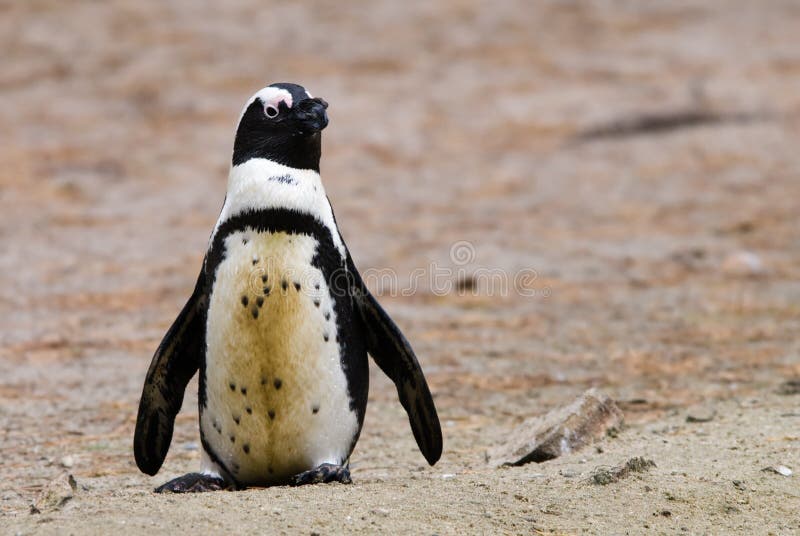 Penguin