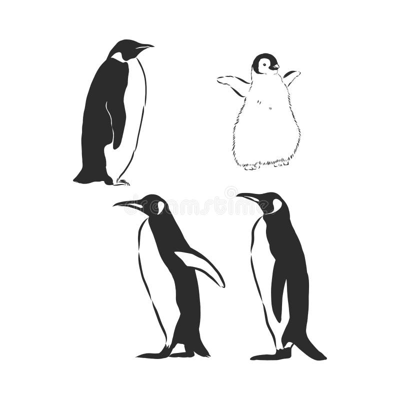Пингвин звуковая схема. Пингвин анималистическая иллюстрация. Папа Пингвин вектор. Penguins vector Sketch. Пингвин эскиз в квадрате.
