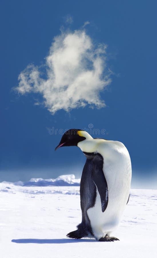 Penguin standing alone on snow in Antarctica, with head turned awkwardly backwards. Penguin standing alone on snow in Antarctica, with head turned awkwardly backwards.