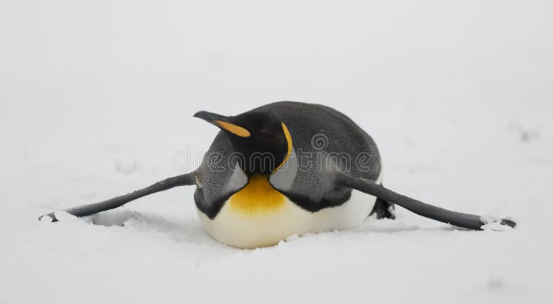 Penguin, Belly Down in the Snow stock image