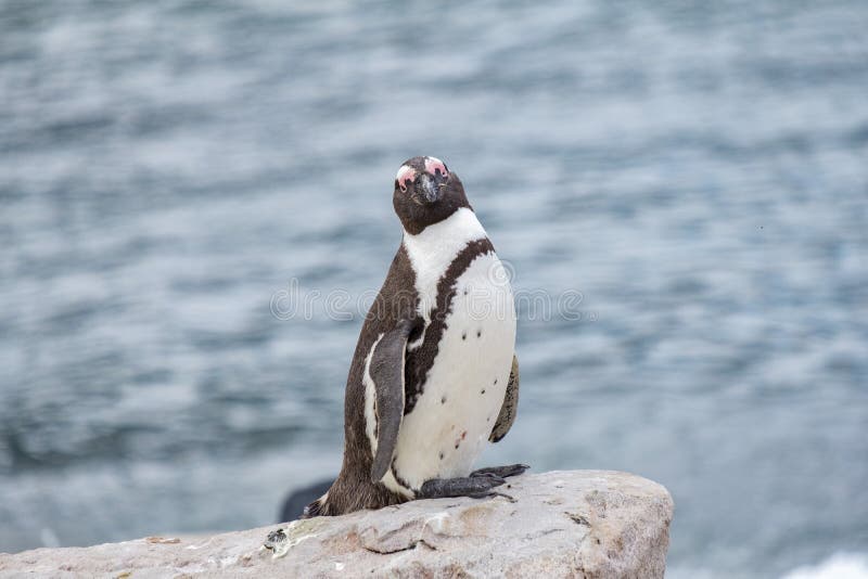 Penguin at bettys bay south africa standing on rock