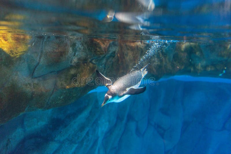 Ocean park Penguin dives under water swimming bright stock photos Ocean park Penguin dives under water swimming bright stock photos