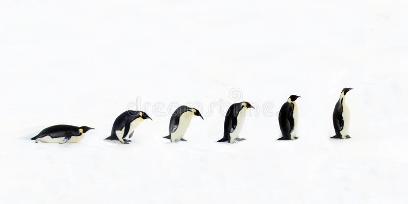 Penguin Evolution stock image. Image of change, evolution - 3003651