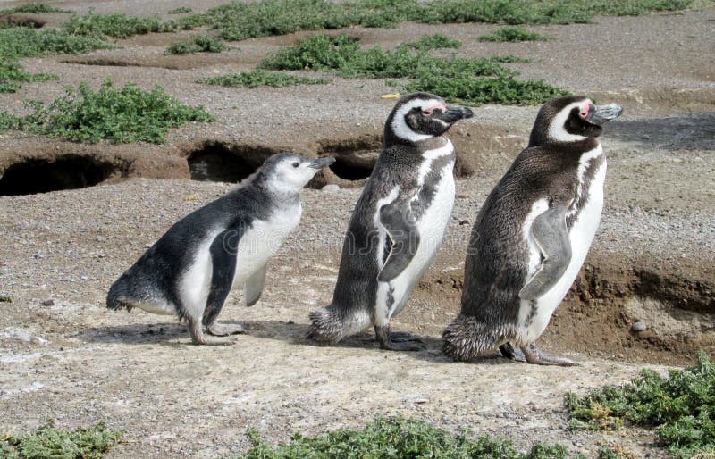 Penguin family