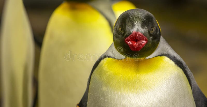 6,396 Funny Penguin Stock Photos - Free & Royalty-Free Stock Photos from  Dreamstime