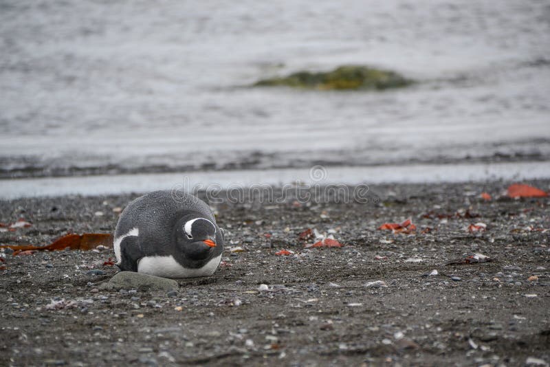 Penguin laying on the ground royalty free stock photo Penguin laying on the ground royalty free stock photo