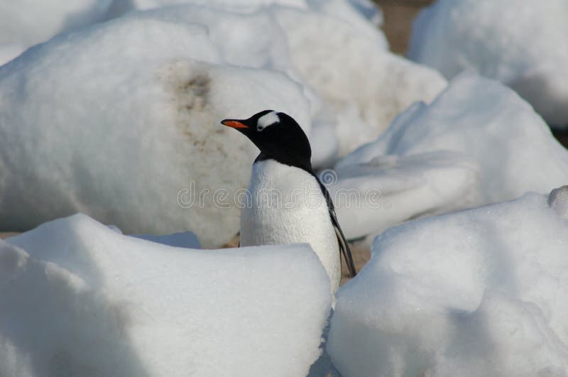 Penguin in the middle of snow royalty free stock photos